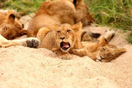 Lions in the Sabi Sand Game Reserve, South Africaの写真素材