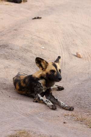 Wild dog in South Africaの写真素材