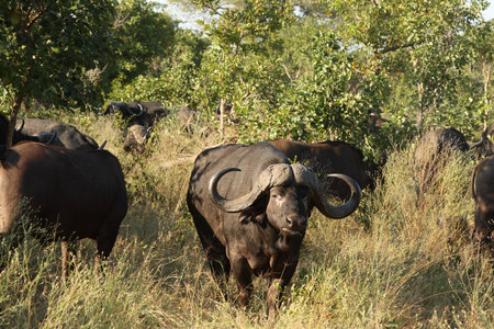 Bufallo in Sabi Sand Private Reserve, South Africaの写真素材