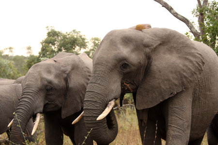Elephants in the Sabi Sands Private Game Reserve, South Africaの写真素材