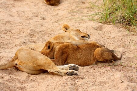 feeding lionessの写真素材