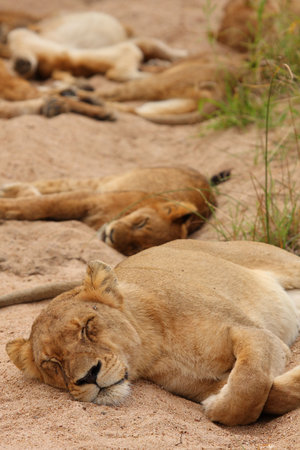 Lions in the Sabi Sand Game Reserve, South Africaの写真素材