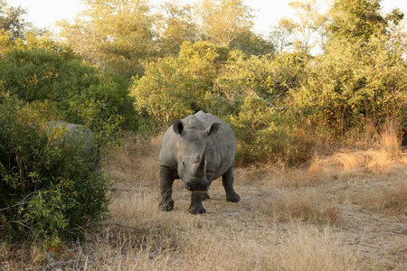Rhino in Sabi Sand |Reserve, South Africaの写真素材