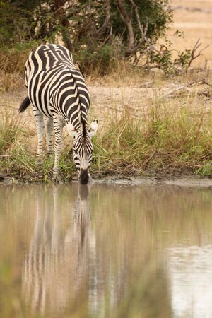 Zebra in Sabi Sand Reserve, South Africaの写真素材