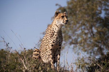 Cheetah in Sabi Sands Private Game Reserve, South Africaの写真素材
