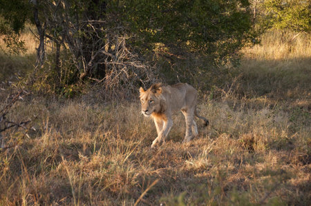 Lion in Sabi Sands, South Africaの写真素材
