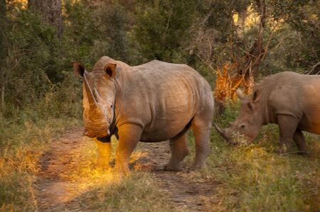 rhino in sabi sands game reserve, south africaの写真素材