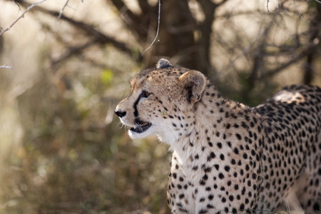 Cheetah in Sabi Sands Private Game Reserve, South Africaの写真素材