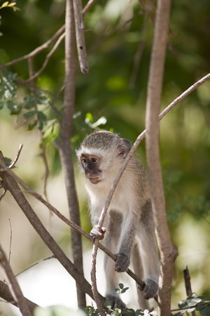 Vervet Monkey in Sabi Sands, South Africaの写真素材