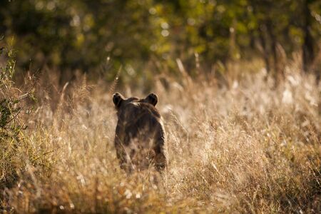 lions in sabi sands game reserve, south africaの写真素材