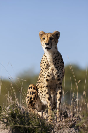 Cheetah in Sabi Sands Private Game Reserve, South Africaの写真素材