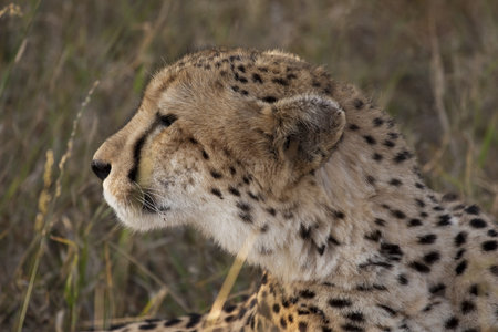 Cheetah in Sabi Sands Private Game Reserve, South Africaの写真素材