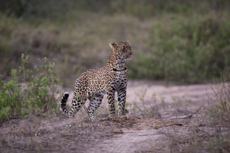  Leopard in Sabi Sands Game Reserve, South Africaの写真素材