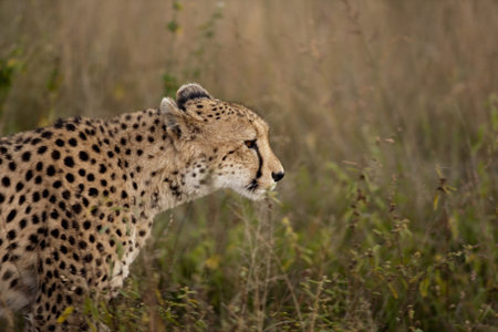 Cheetah in Sabi Sands Private Game Reserve, South Africaの写真素材