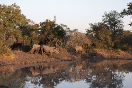 rhino in sabi sands game reserve, south africaの写真素材