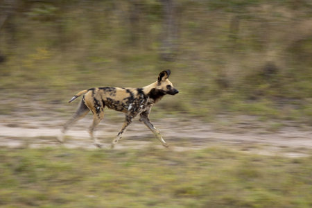 Wild dogs in Sabi Sands Game Reserve, South Africaの写真素材