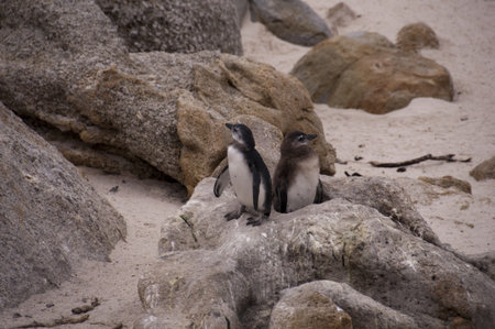 African penguins at Boulders beachの写真素材