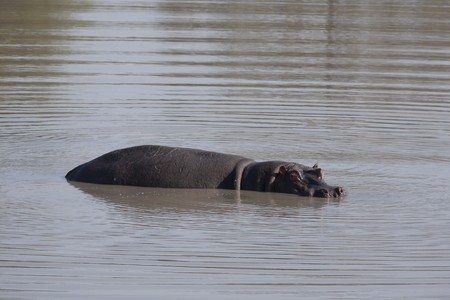 hippoの写真素材