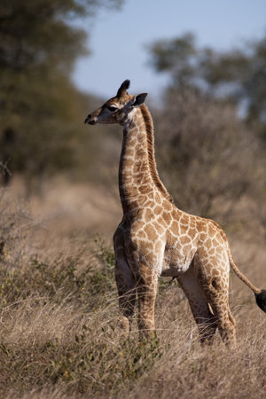 giraffe in sabi sands game reserve, south africaの写真素材