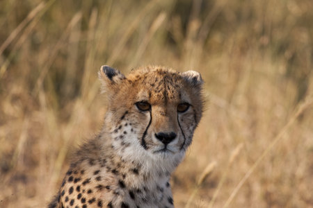 Cheetah in Sabi Sands Private Game Reserve, South Africaの写真素材