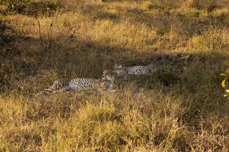 Cheetah in Sabi Sands Private Game Reserve, South Africaの写真素材