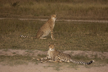 Cheetah in Sabi Sands Private Game Reserve, South Africaの写真素材