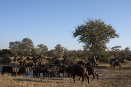 Buffalo in Sabi Sands Game Reserve, South Africaの写真素材