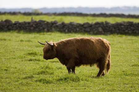 Highland cows, Aberdeen, Scotland