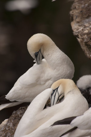 Northern Gannet at Troup Head RSPB, Scotlandの写真素材