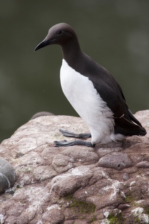 Guillemot at Fowlsheugh Bird Reserve Aberdeen, Scotlandの写真素材