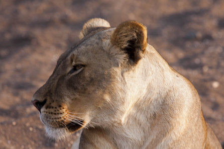 Lion in Mashatu Game Reserve, Botswana, Africaの写真素材