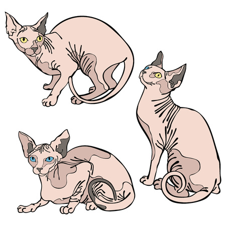 Hairless naked cats. Sphynx Cats. Isolated vector object on white background.のイラスト素材