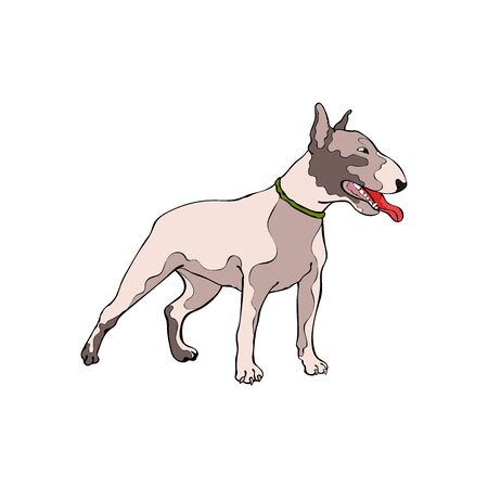 Dog. Bull Terrier. Isolated vector object on white background.のイラスト素材