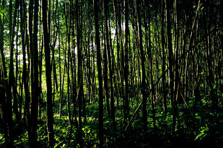 Dark dense forest , where the sun peeksの写真素材
