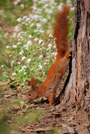Squirrelの写真素材
