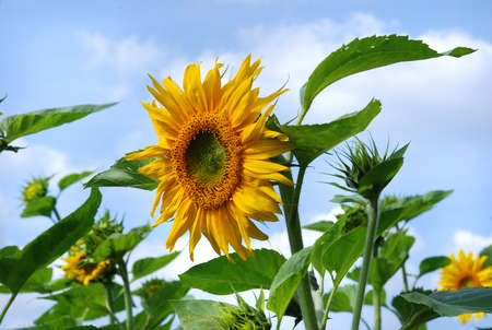 Blooming sunflower surrounded by green leaves summerの写真素材