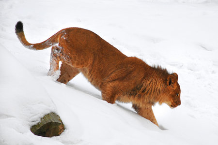 Young lionの写真素材