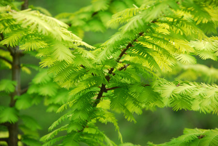 Light- green leaves on the branches of a bush forestの写真素材