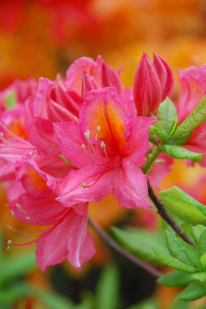 Azaleas blooming flower surrounded by green leavesの写真素材