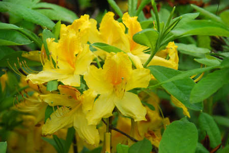 Azaleas blooming flower surrounded by green leavesの写真素材