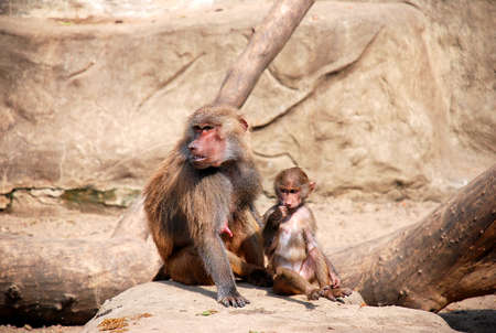 Baboonsの写真素材