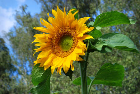Blooming sunflower surrounded by green leaves summerの写真素材