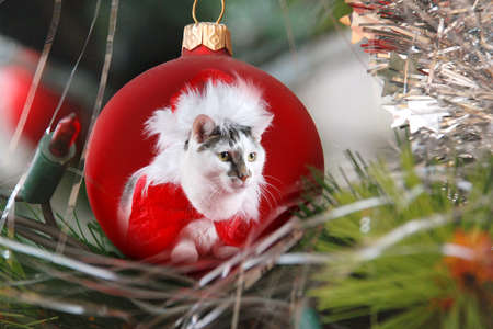 Cat in the baubleの写真素材