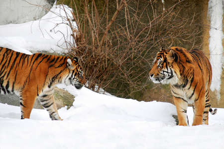 Two tigersの写真素材
