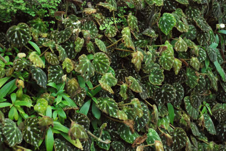 Green leaves of plants forming a patterned wallpaperの写真素材