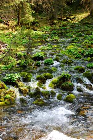 Small stream flowing among mosses in the Valley Ko?cieliska (Tatra mountains)の写真素材
