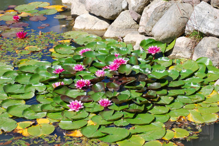 Pink flowers on green leaves float on the waterの写真素材