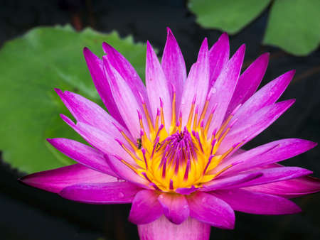 Colorful pink water lilyの写真素材
