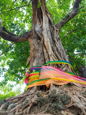 Bodhi tree with color fabric in Thailandの写真素材