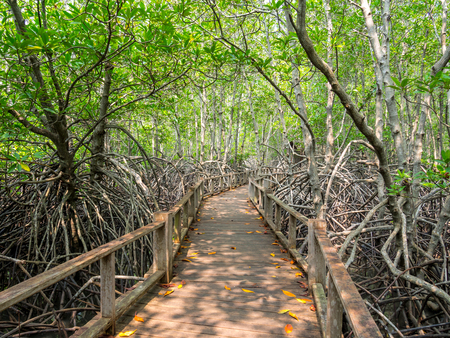 Pathway in the forest mangroveの写真素材